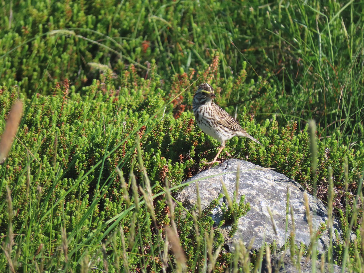 Savannah Sparrow - ML620789050