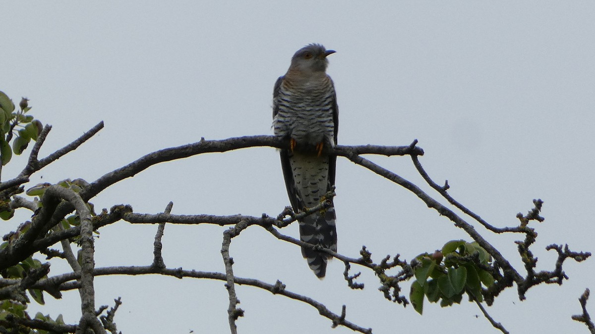 Common Cuckoo - ML620789060