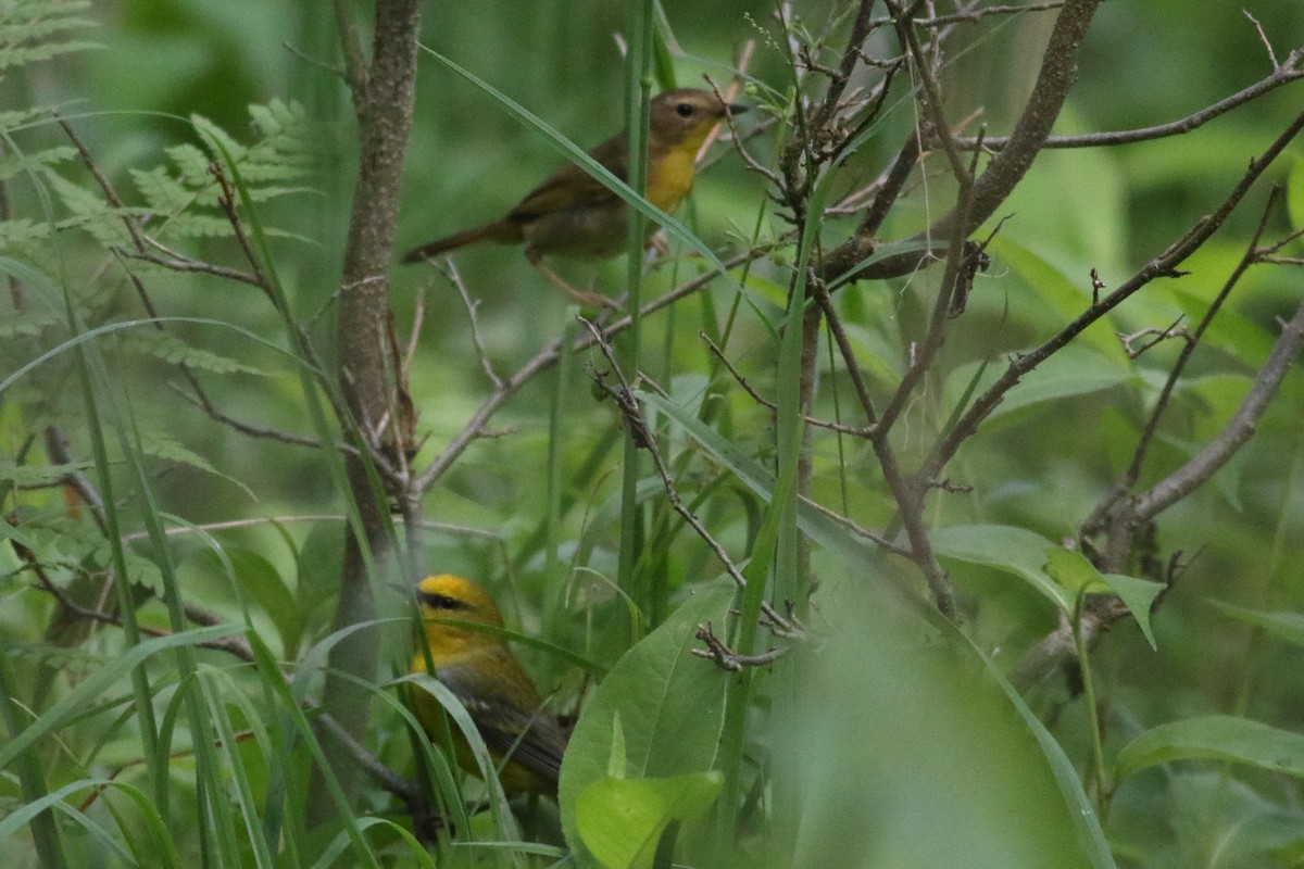 Common Yellowthroat - Richard Stanton