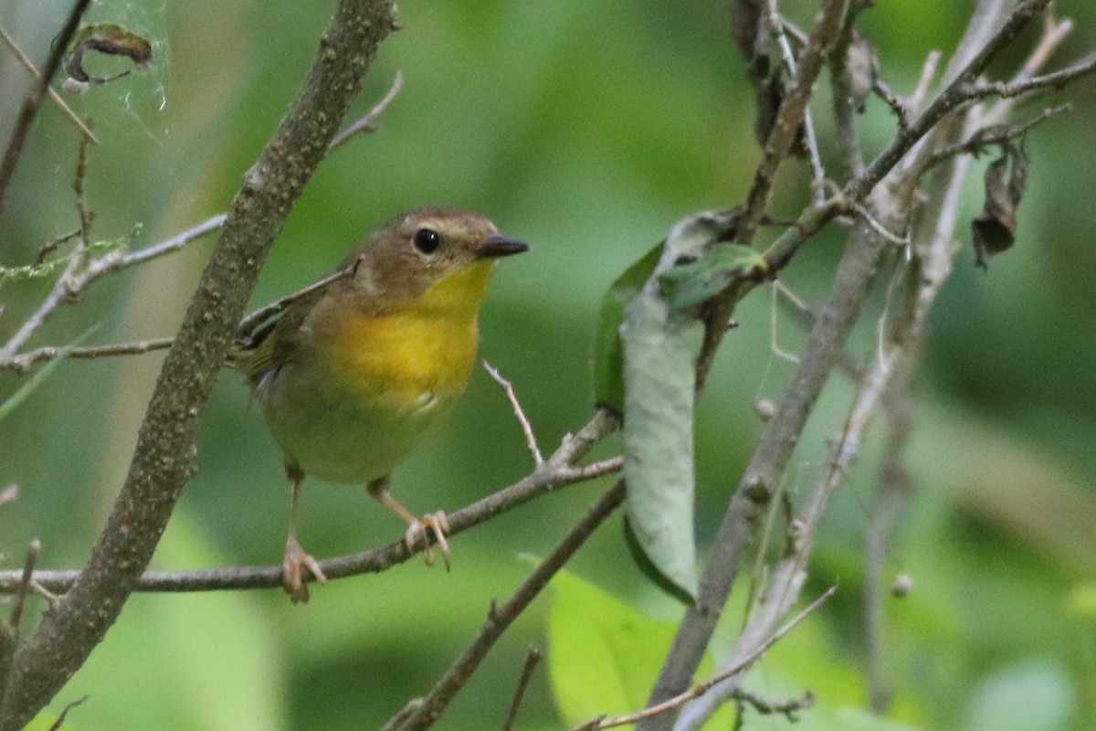 Common Yellowthroat - Richard Stanton