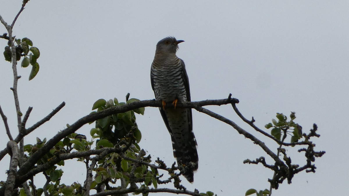 Common Cuckoo - ML620789072