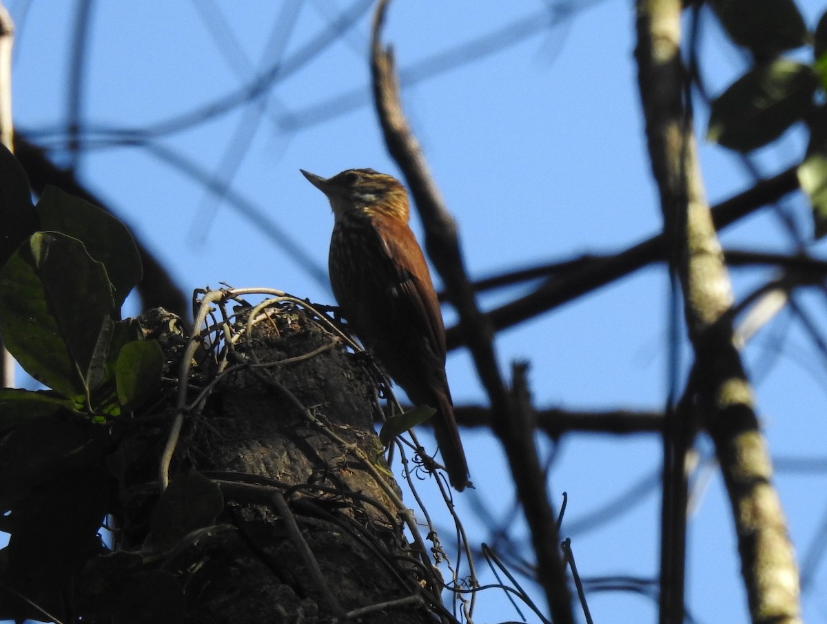 Streaked Xenops - ML620789077