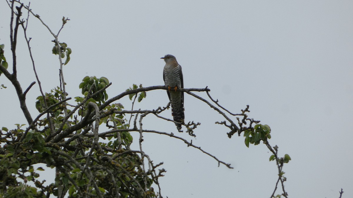 Common Cuckoo - ML620789078