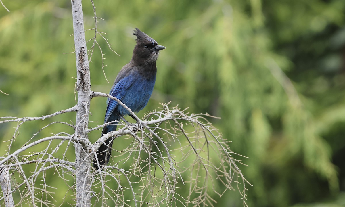 Steller's Jay - ML620789079