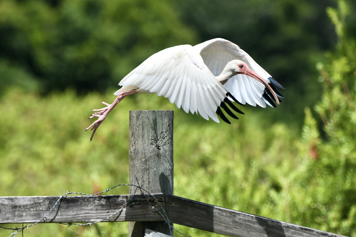 White Ibis - ML620789080