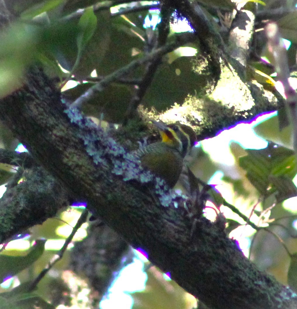 White-browed Woodpecker - Pedro Behne