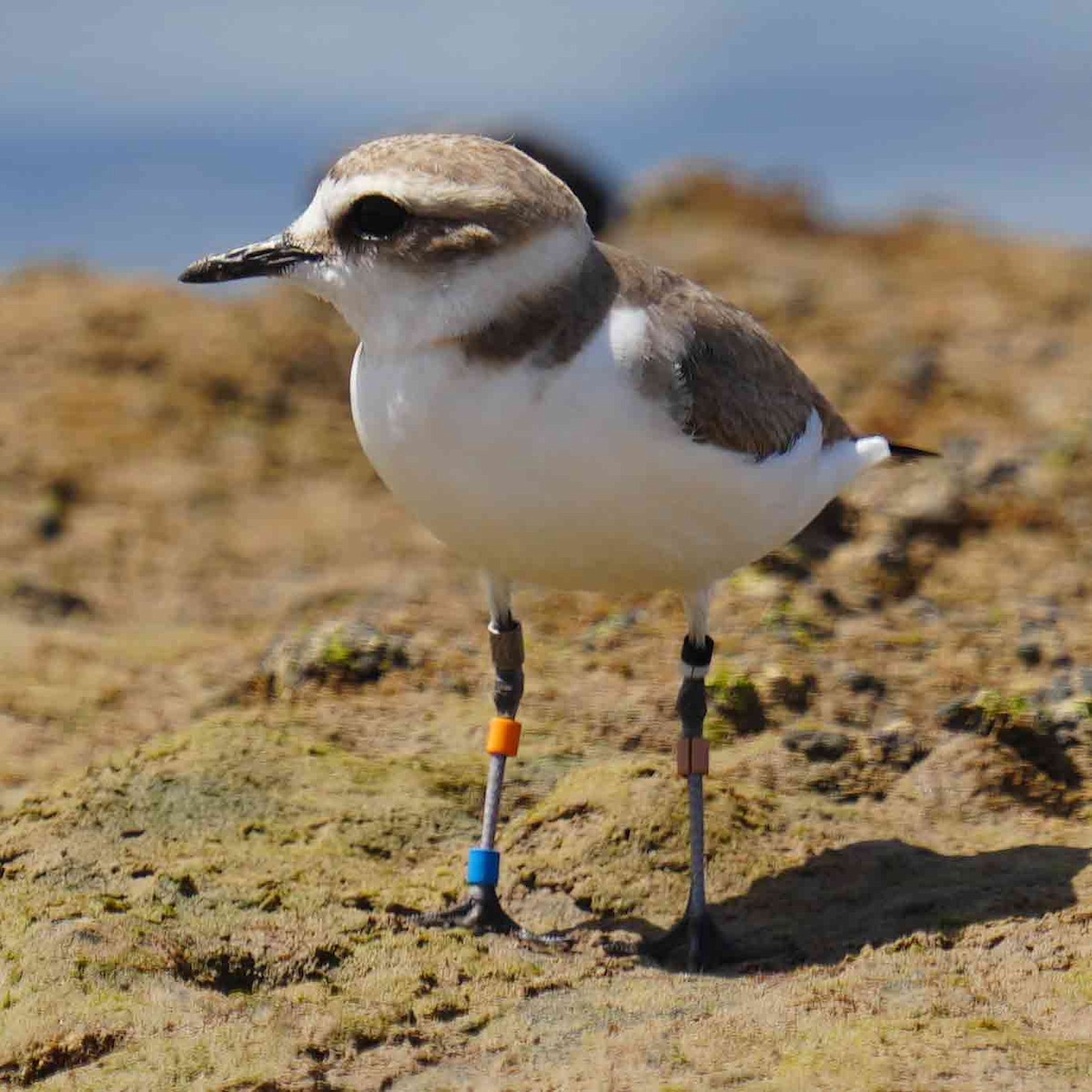 Kentish Plover - ML620789083