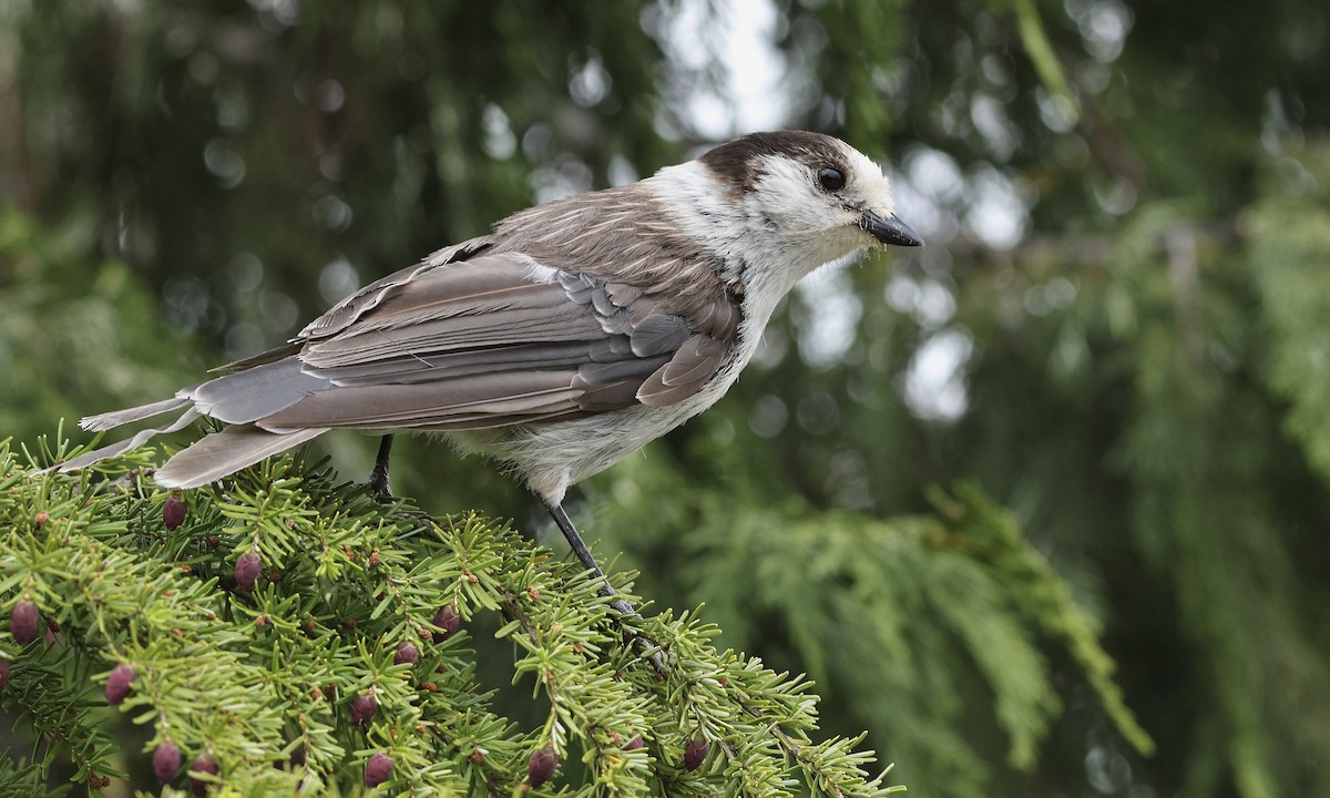 Canada Jay - ML620789086