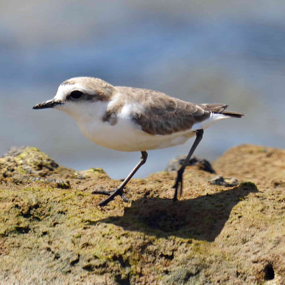 Kentish Plover - ML620789088