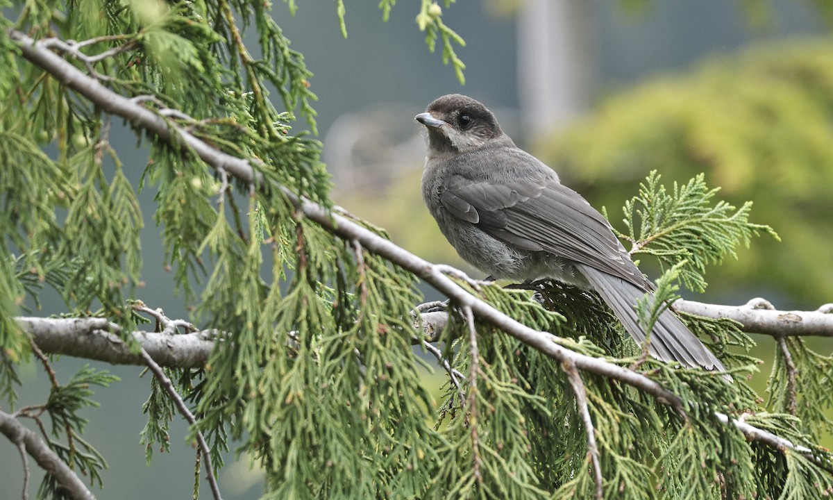 Canada Jay - ML620789089