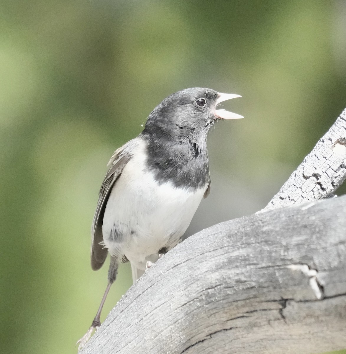 Dark-eyed Junco (Oregon) - ML620789090