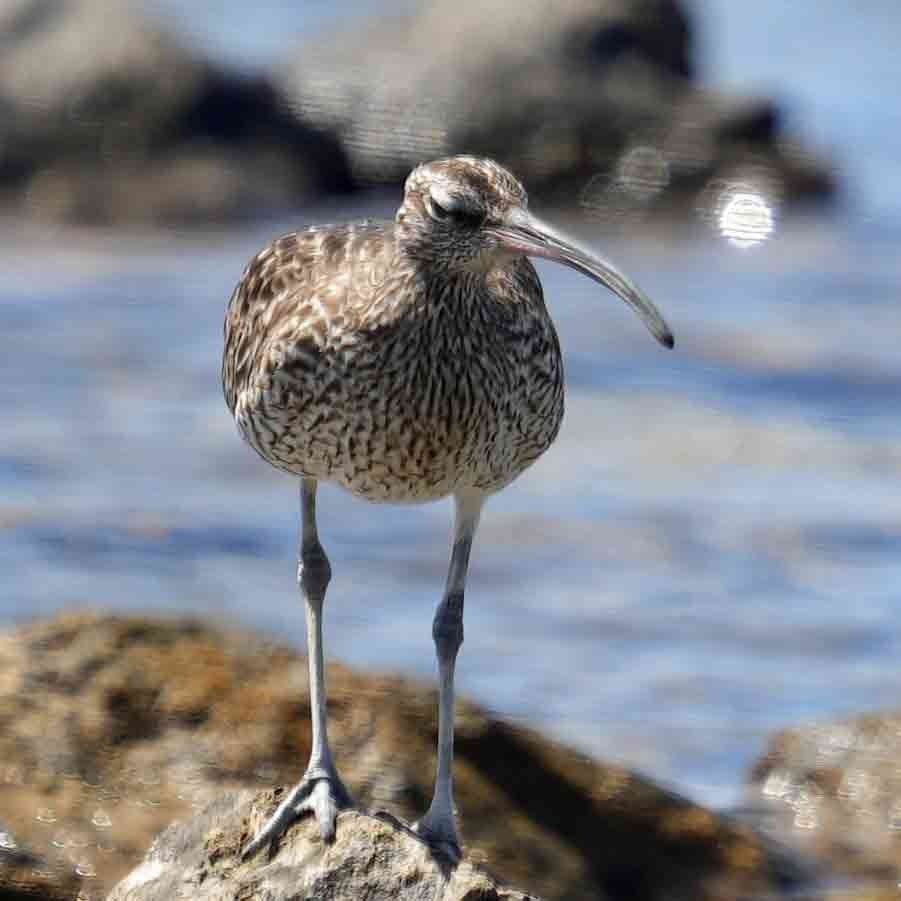 Whimbrel - ML620789091