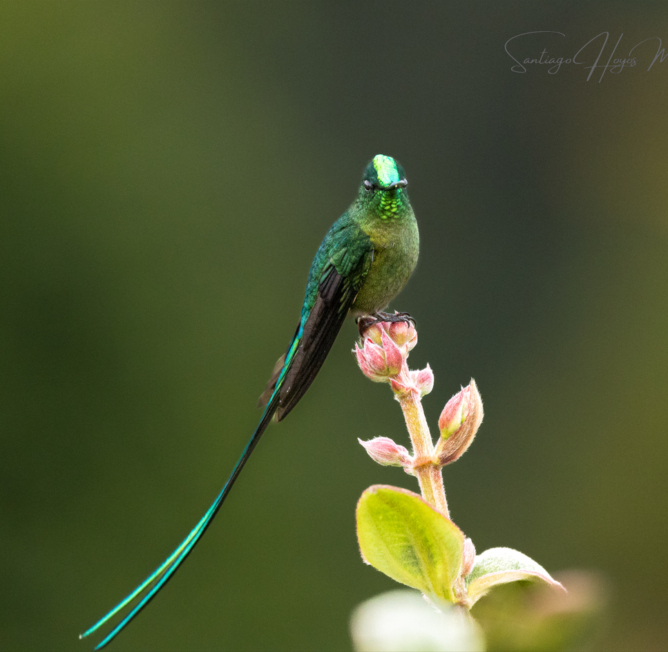 Long-tailed Sylph - ML620789092