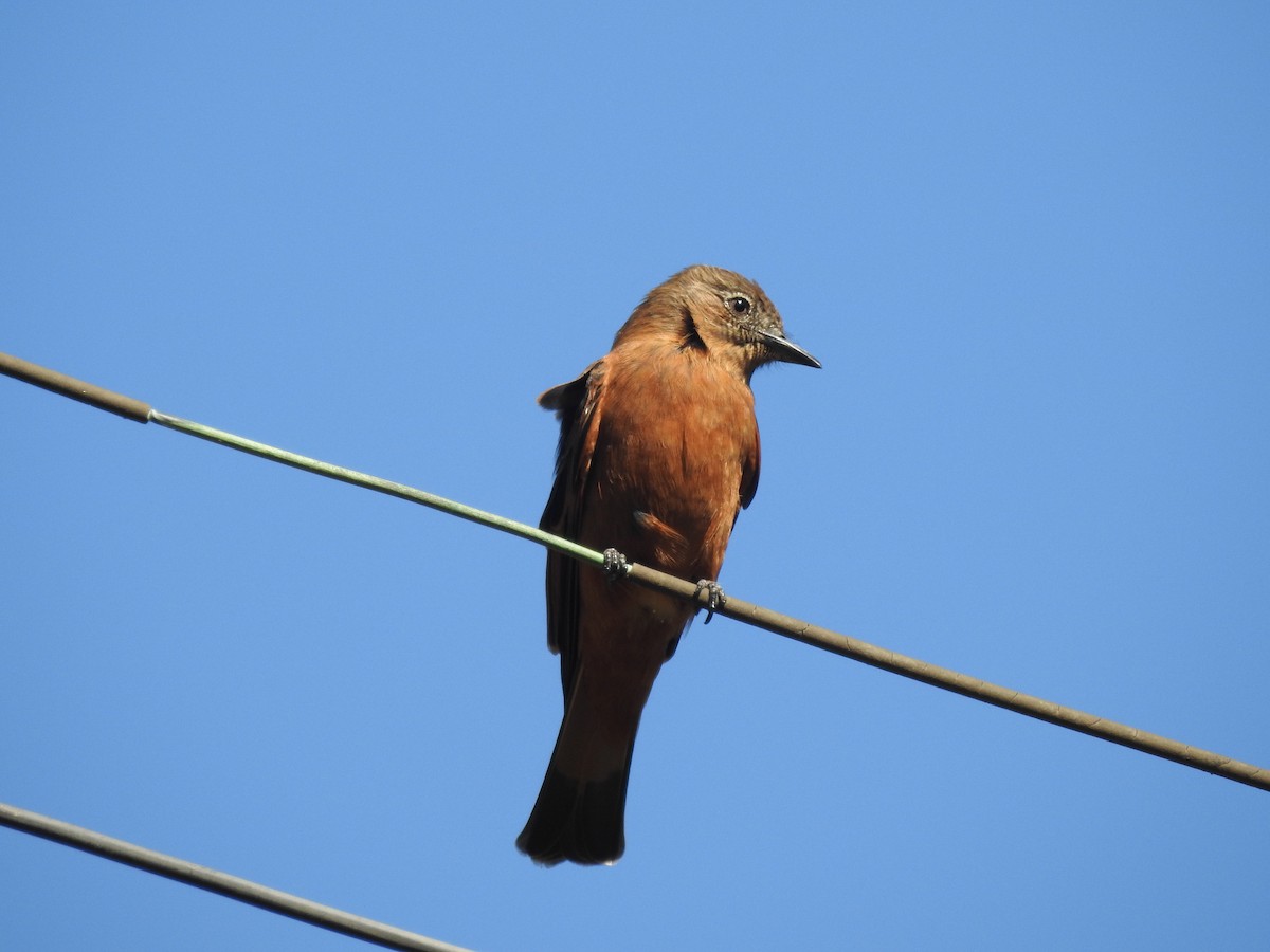 Cliff Flycatcher - ML620789093