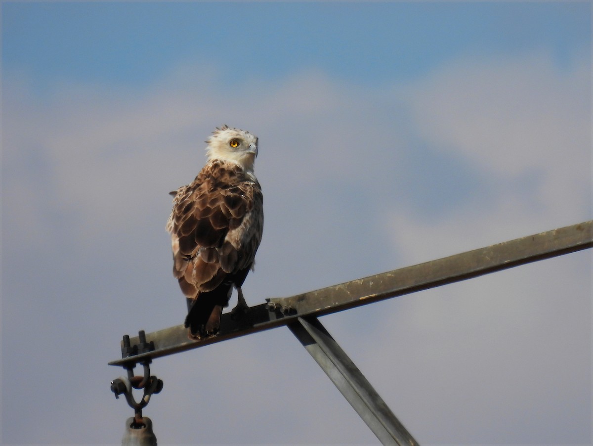 Short-toed Snake-Eagle - ML620789095