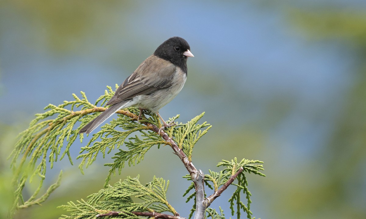 Dark-eyed Junco - ML620789097