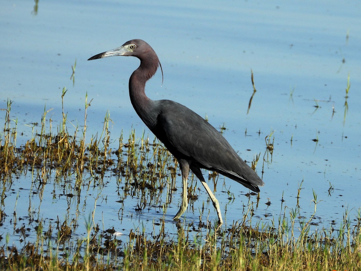 Little Blue Heron - ML620789098