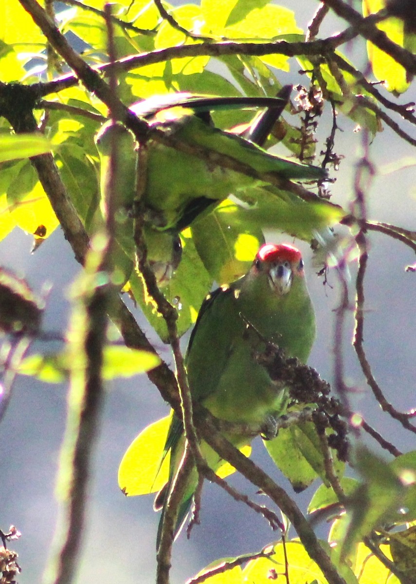 Pileated Parrot - Pedro Behne