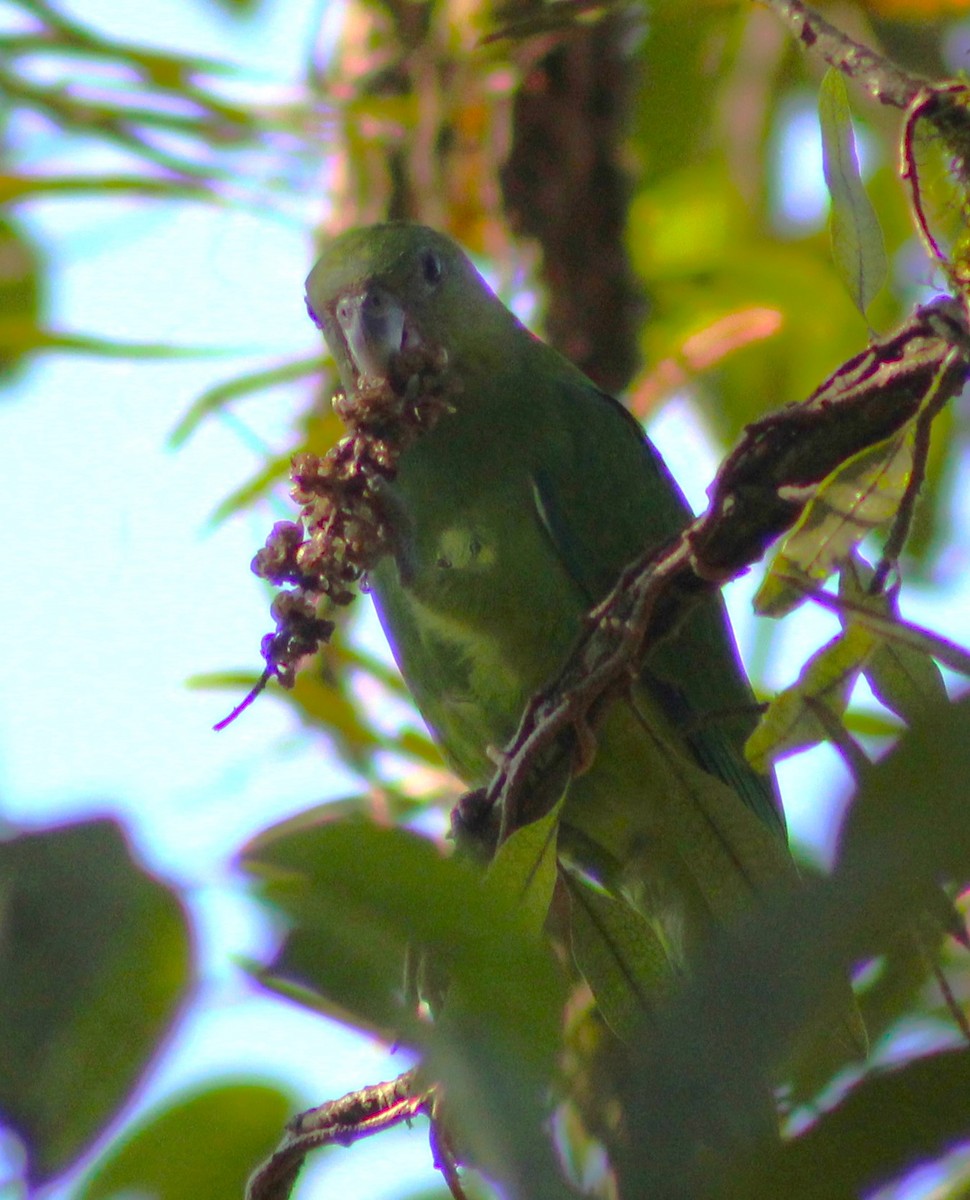 Pileated Parrot - ML620789100