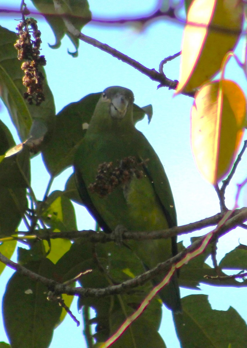 ヒガシラインコ - ML620789101