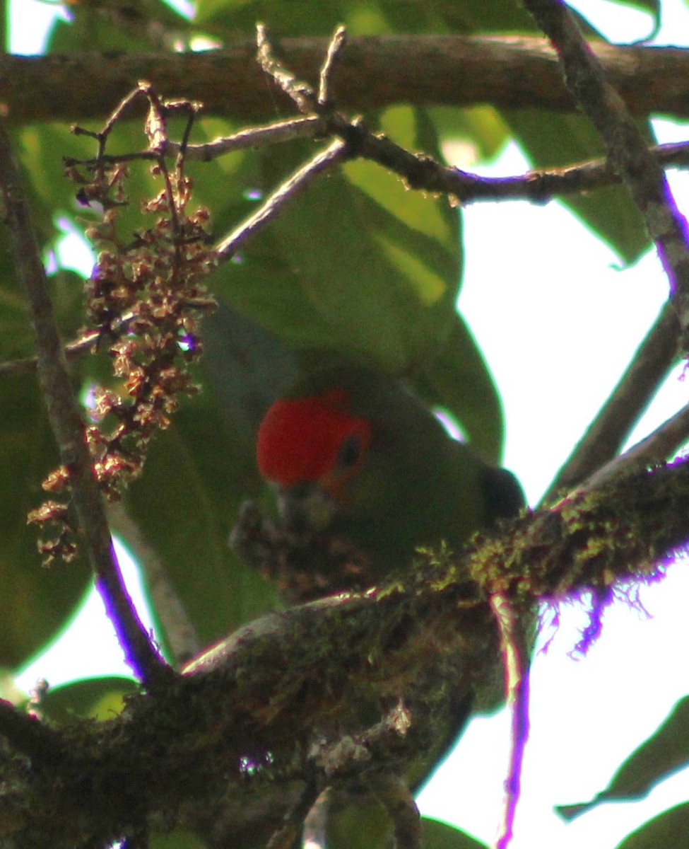 Pileated Parrot - ML620789102