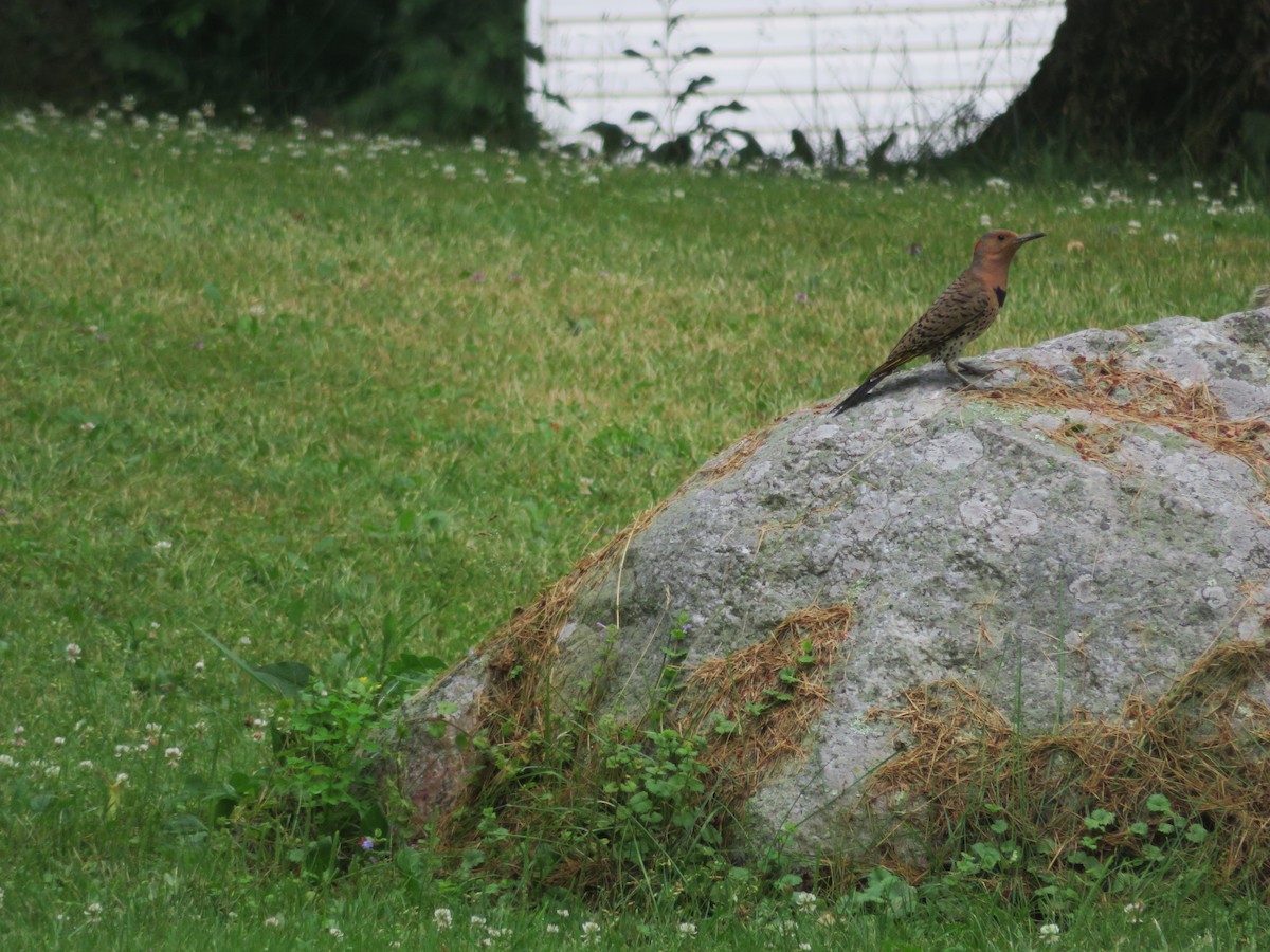 Northern Flicker - ML620789103