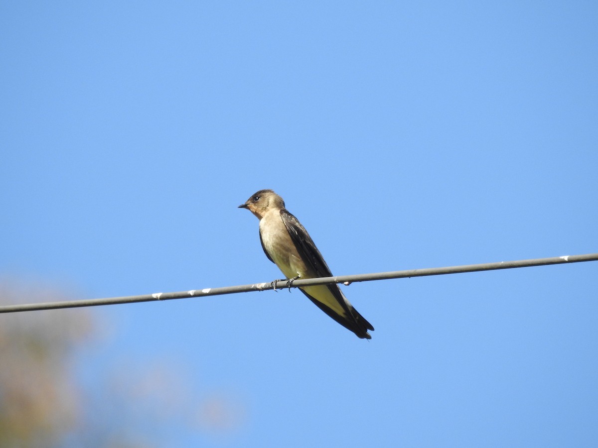 Hirondelle à gorge rousse - ML620789119