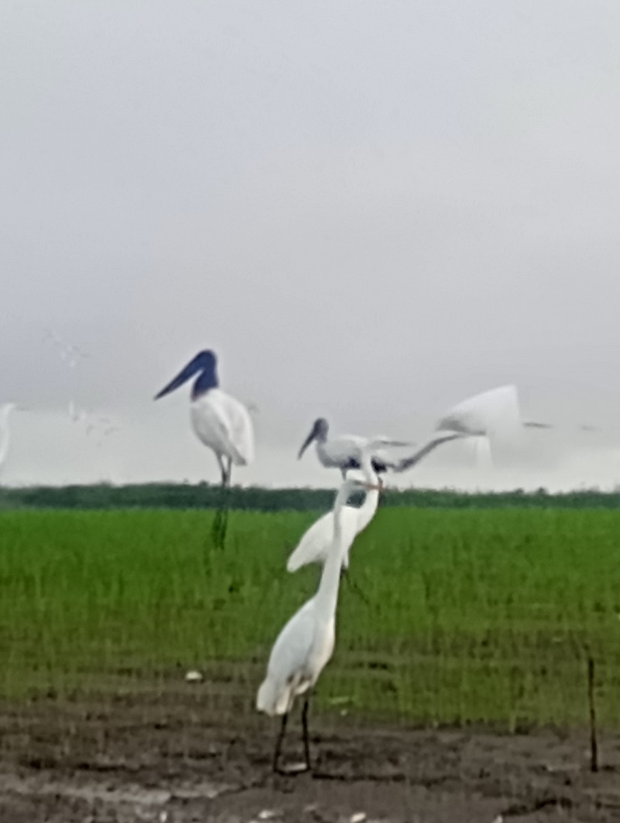 Wood Stork - ML620789121