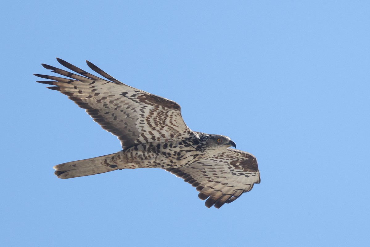 European Honey-buzzard - Łukasz Krajewski