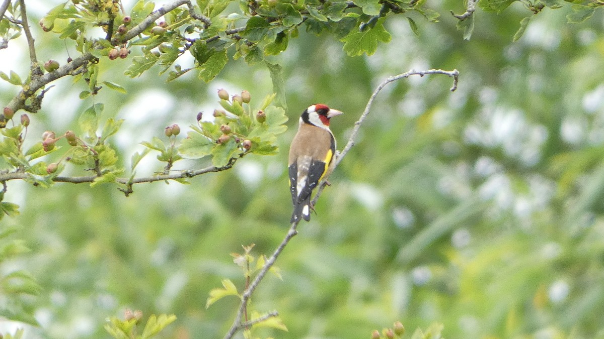 European Goldfinch - ML620789132