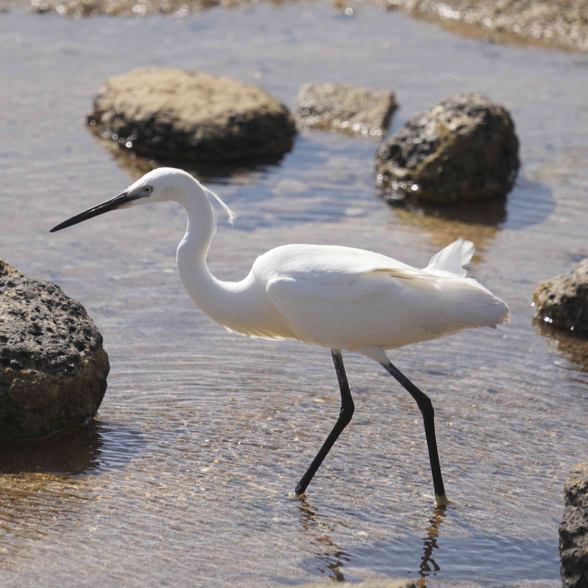 Little Egret - ML620789140