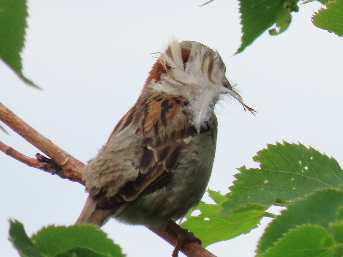 House Sparrow - ML620789141