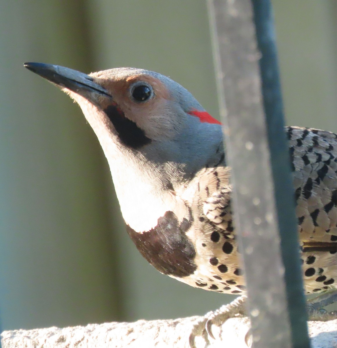 Northern Flicker (Yellow-shafted) - Laurie Koepke