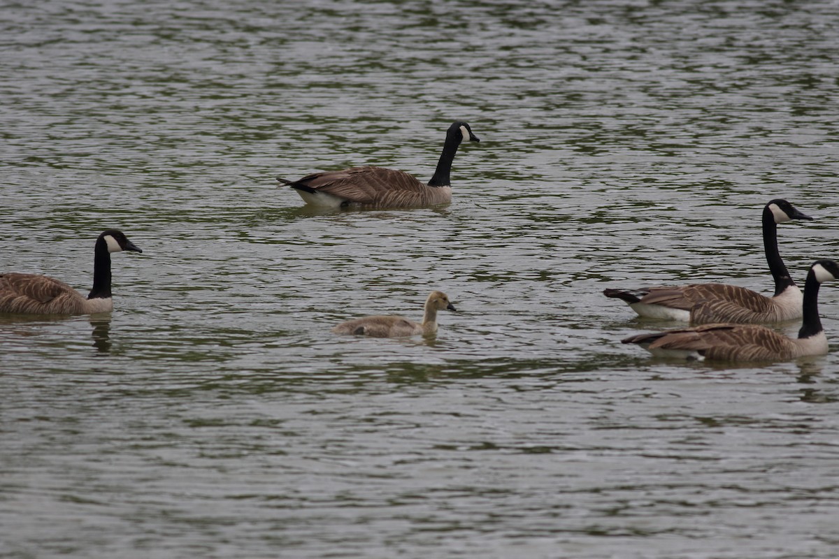 Canada Goose - Richard Stanton