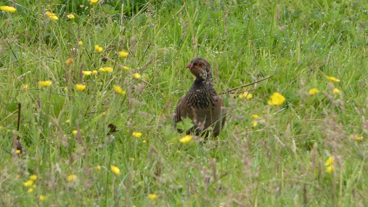 Red-legged Partridge - ML620789157