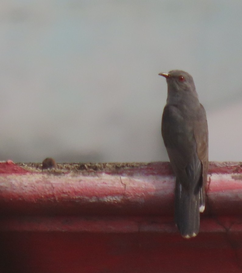 Gray-bellied Cuckoo - ML620789160