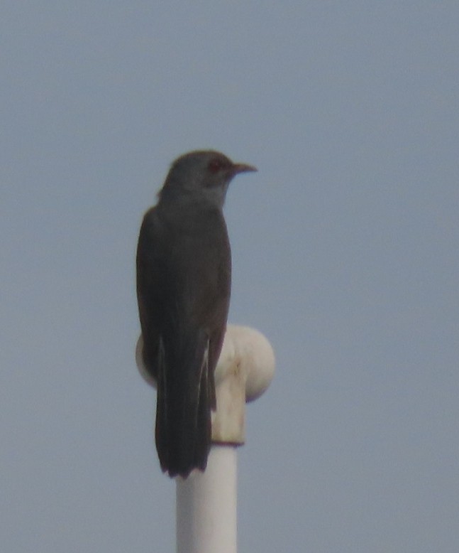 Gray-bellied Cuckoo - ML620789161