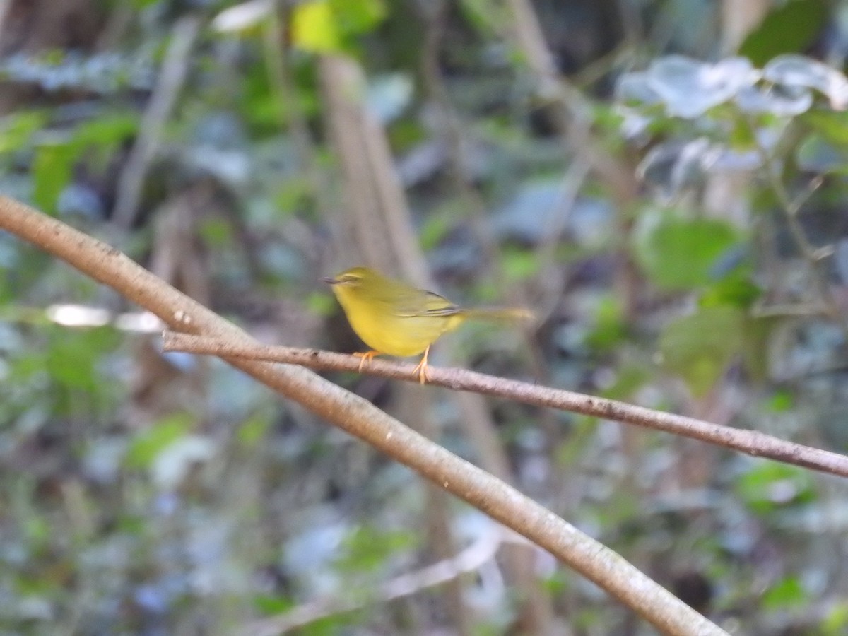 Flavescent Warbler - ML620789165