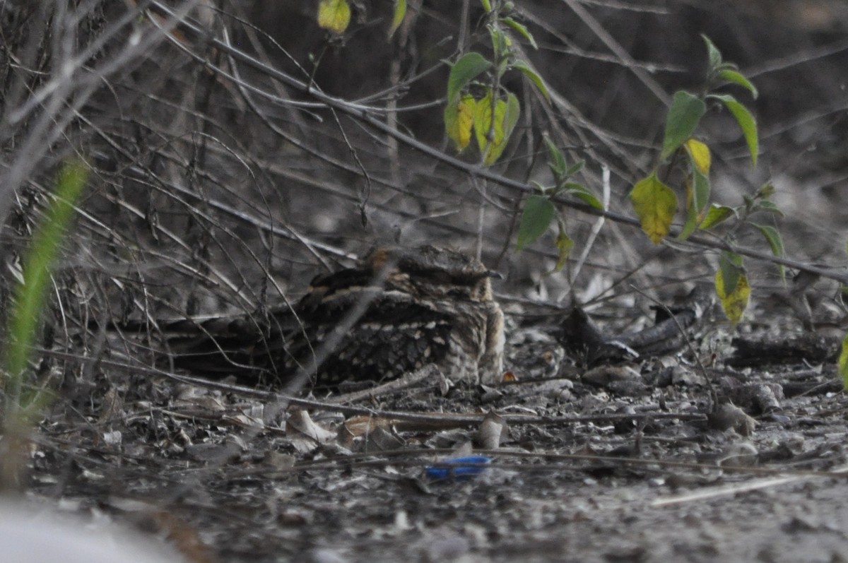 Scissor-tailed Nightjar - María Ester Quiroga