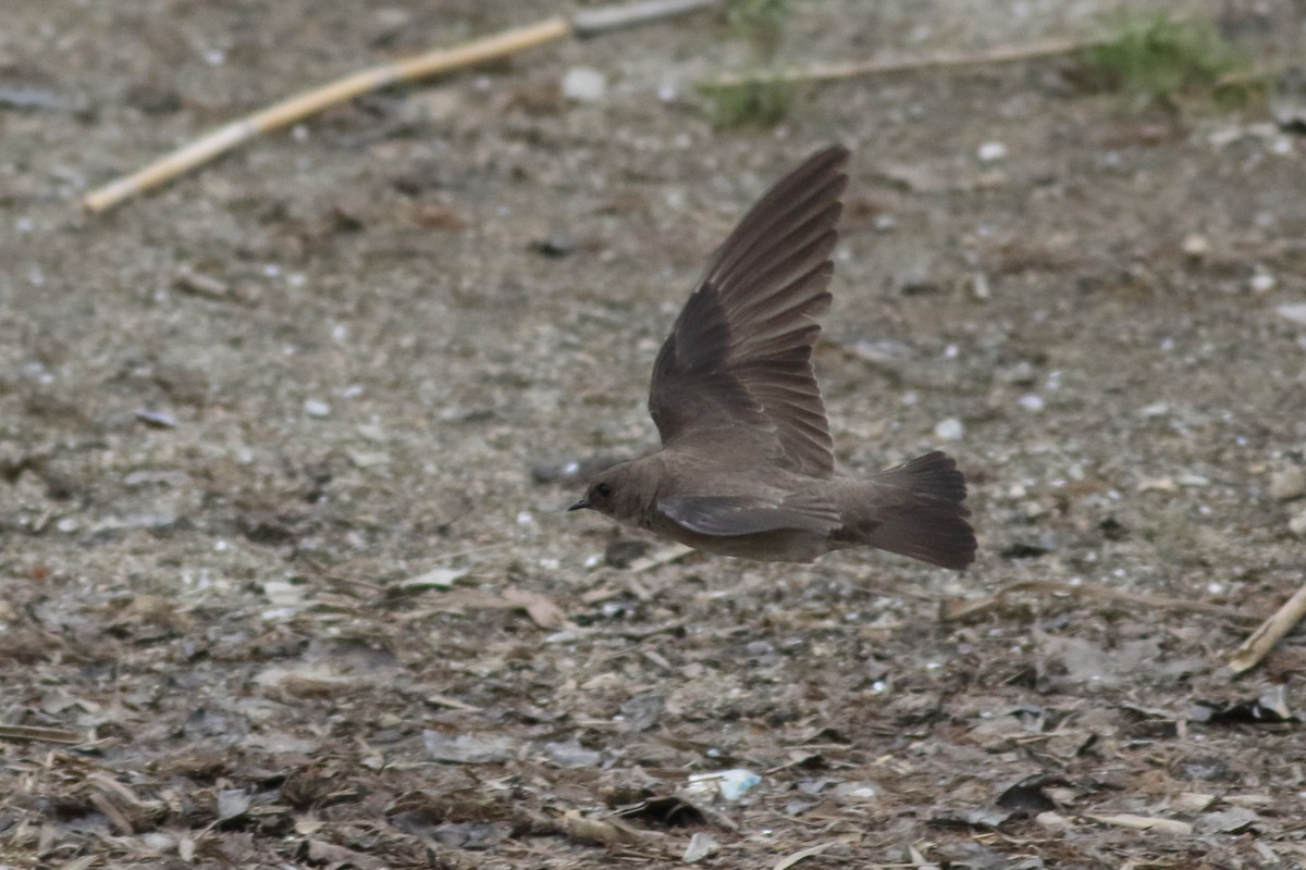 Northern Rough-winged Swallow - ML620789168