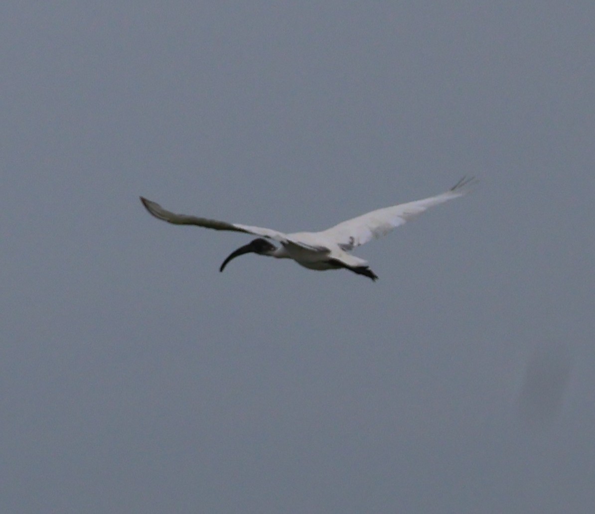 Black-headed Ibis - ML620789169