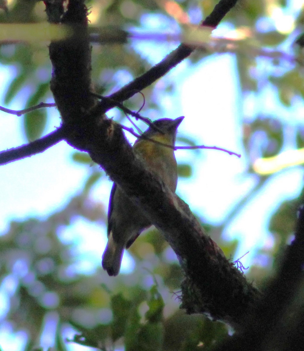 Rufous-browed Peppershrike - ML620789173