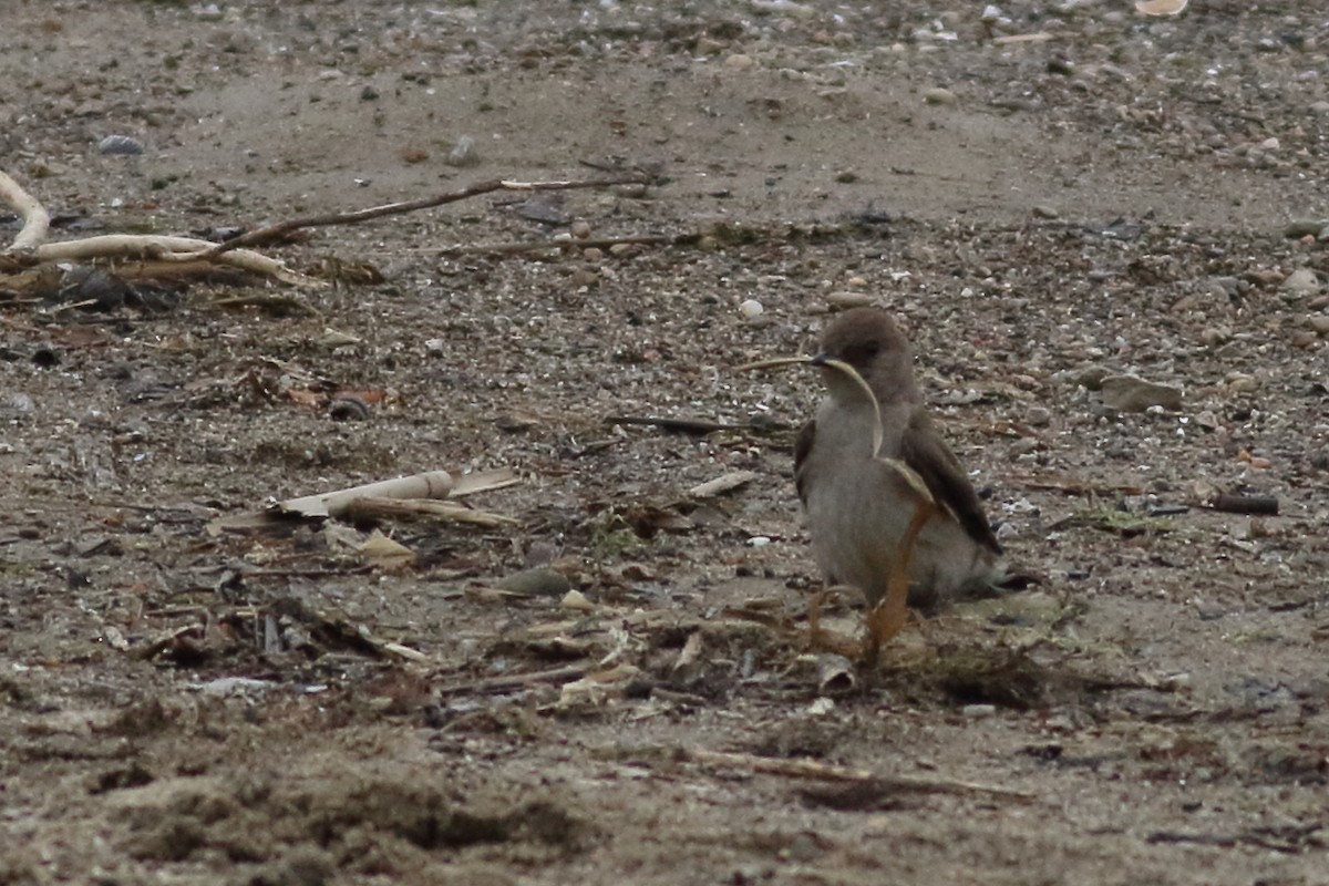 Northern Rough-winged Swallow - ML620789177