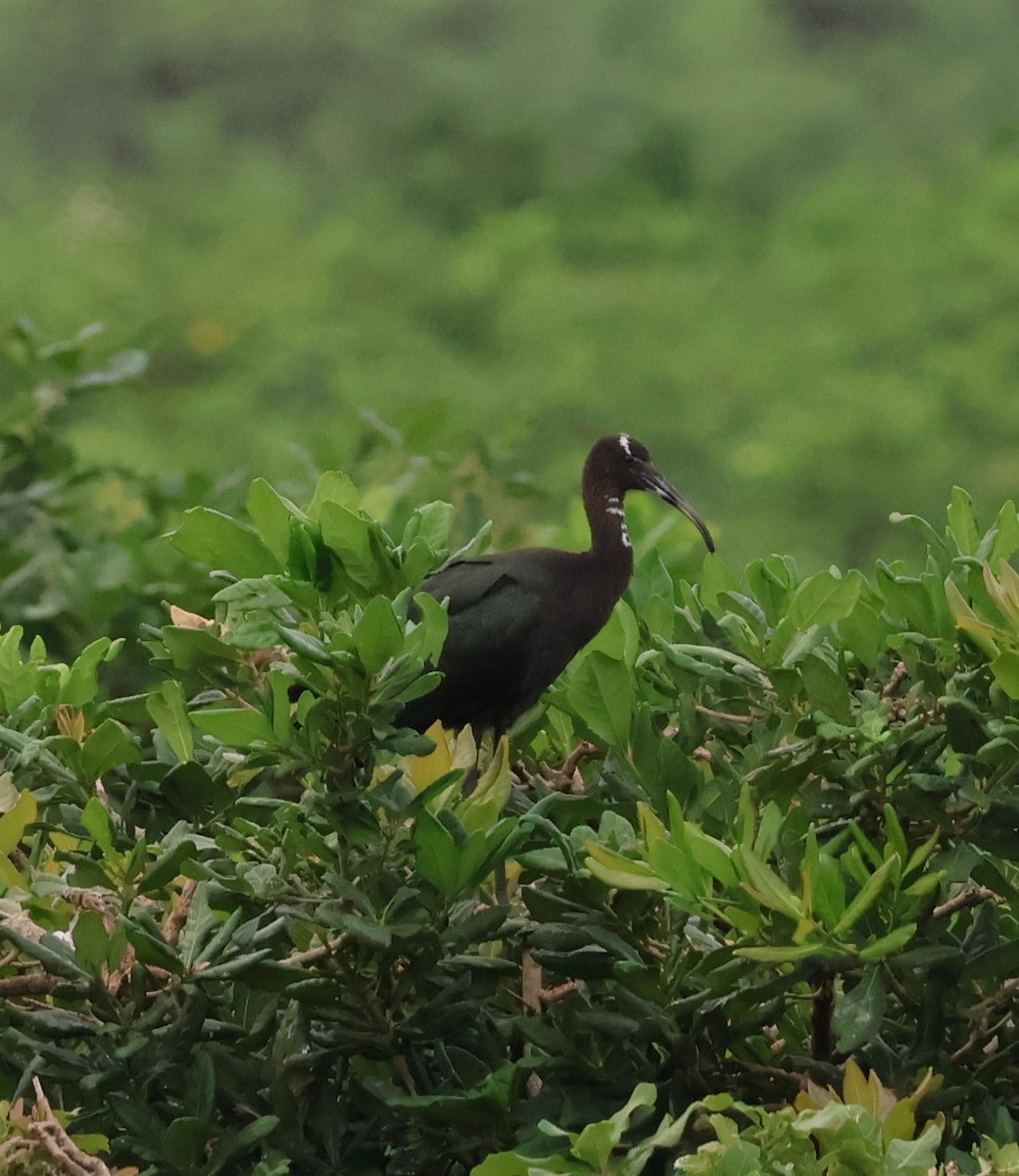 Glossy Ibis - ML620789178