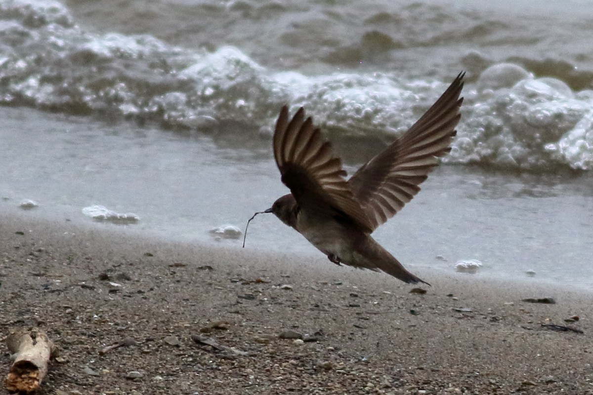 Northern Rough-winged Swallow - Richard Stanton