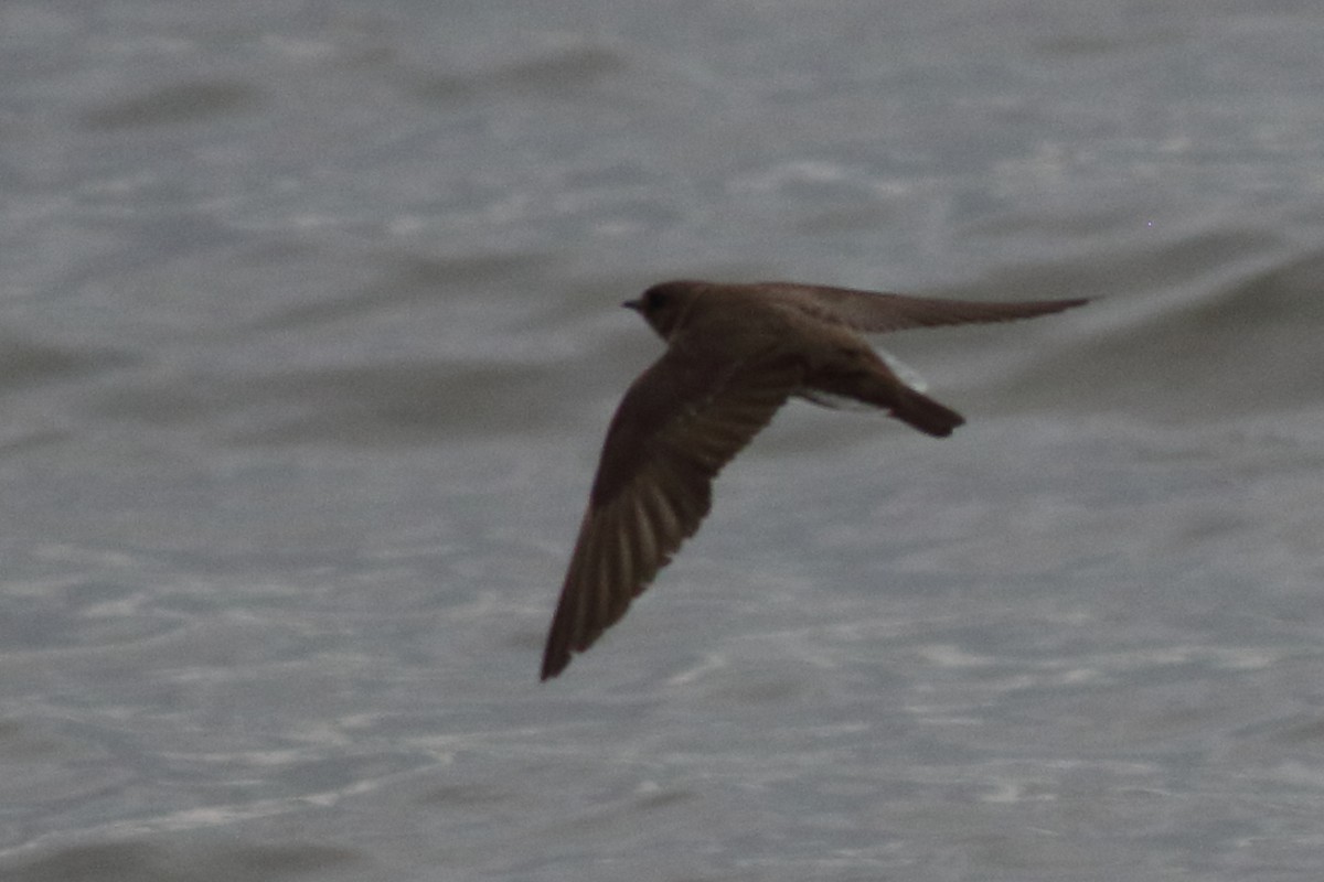 Northern Rough-winged Swallow - ML620789181