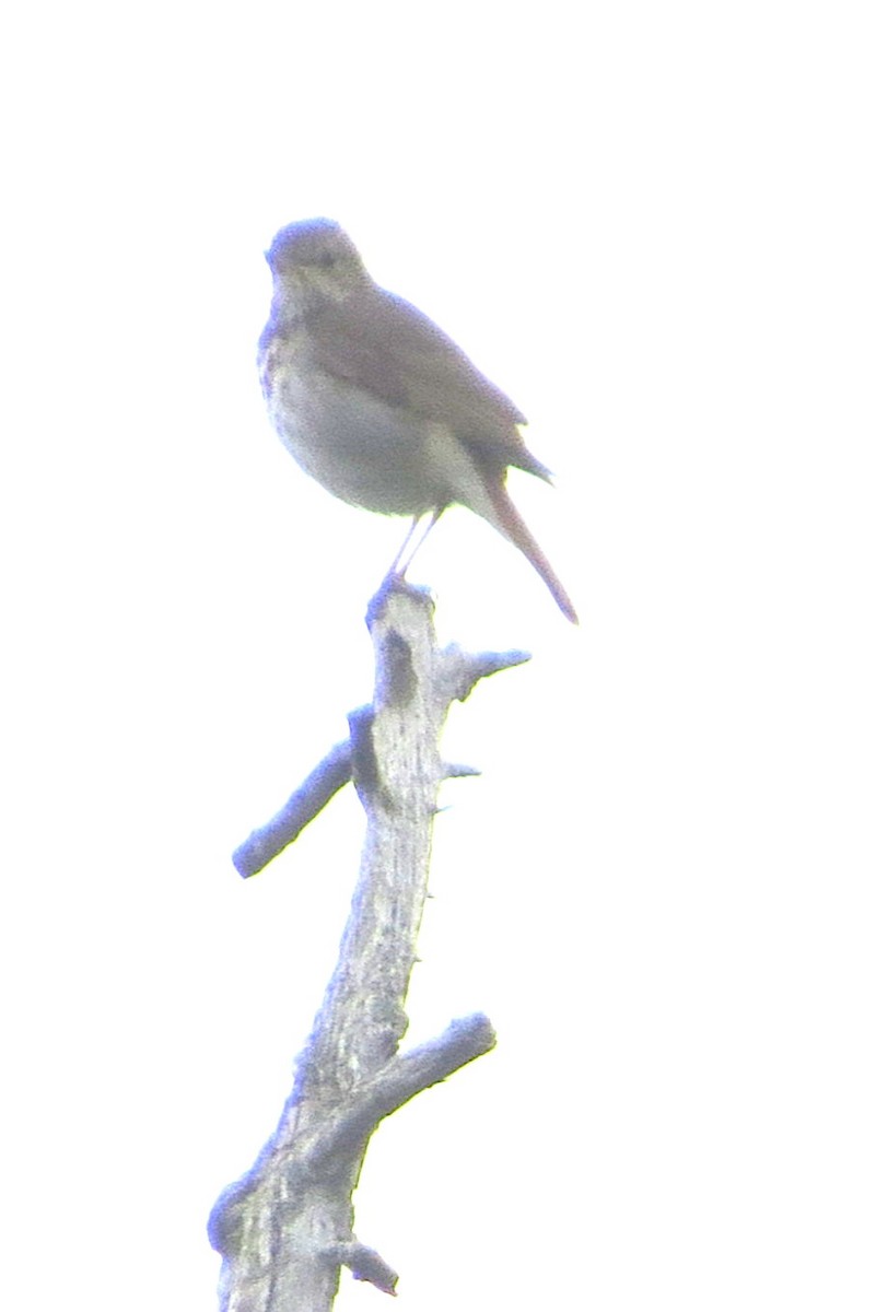 Hermit Thrush - Pat McKay