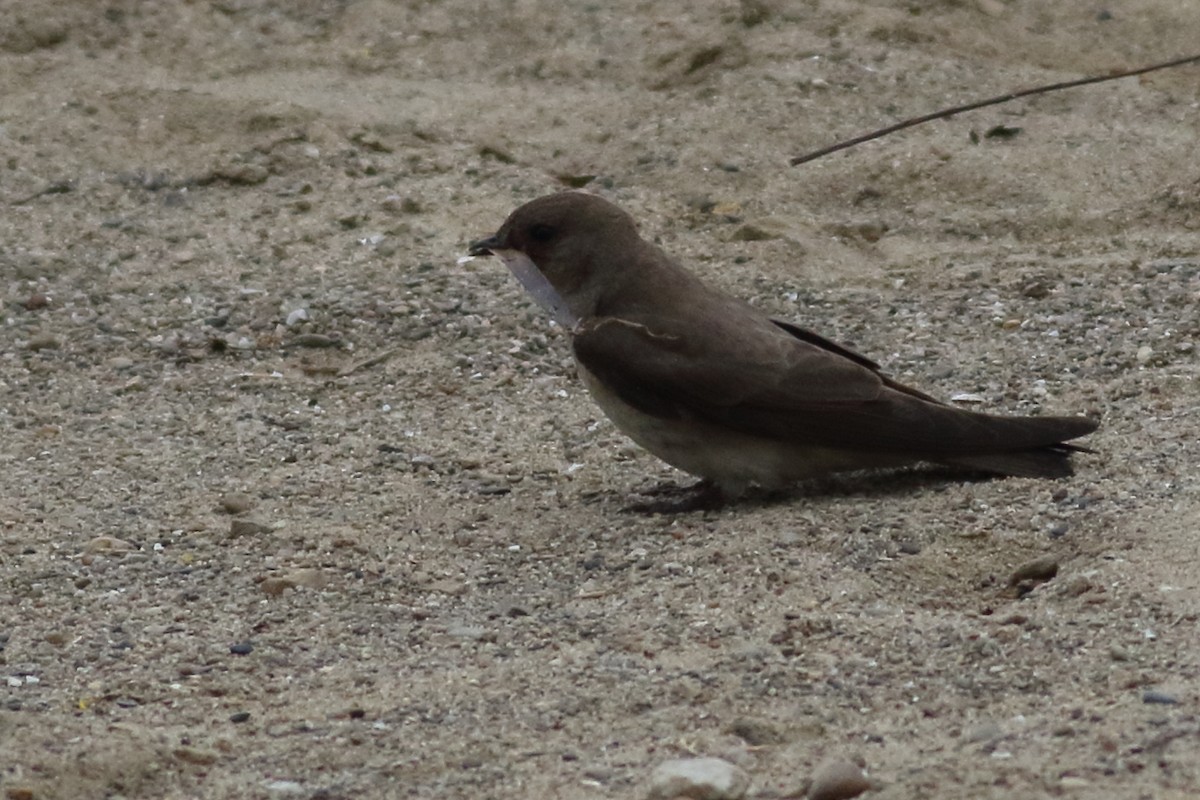 Northern Rough-winged Swallow - Richard Stanton