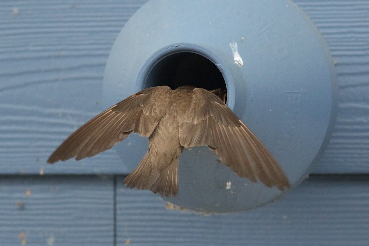 Northern Rough-winged Swallow - ML620789188