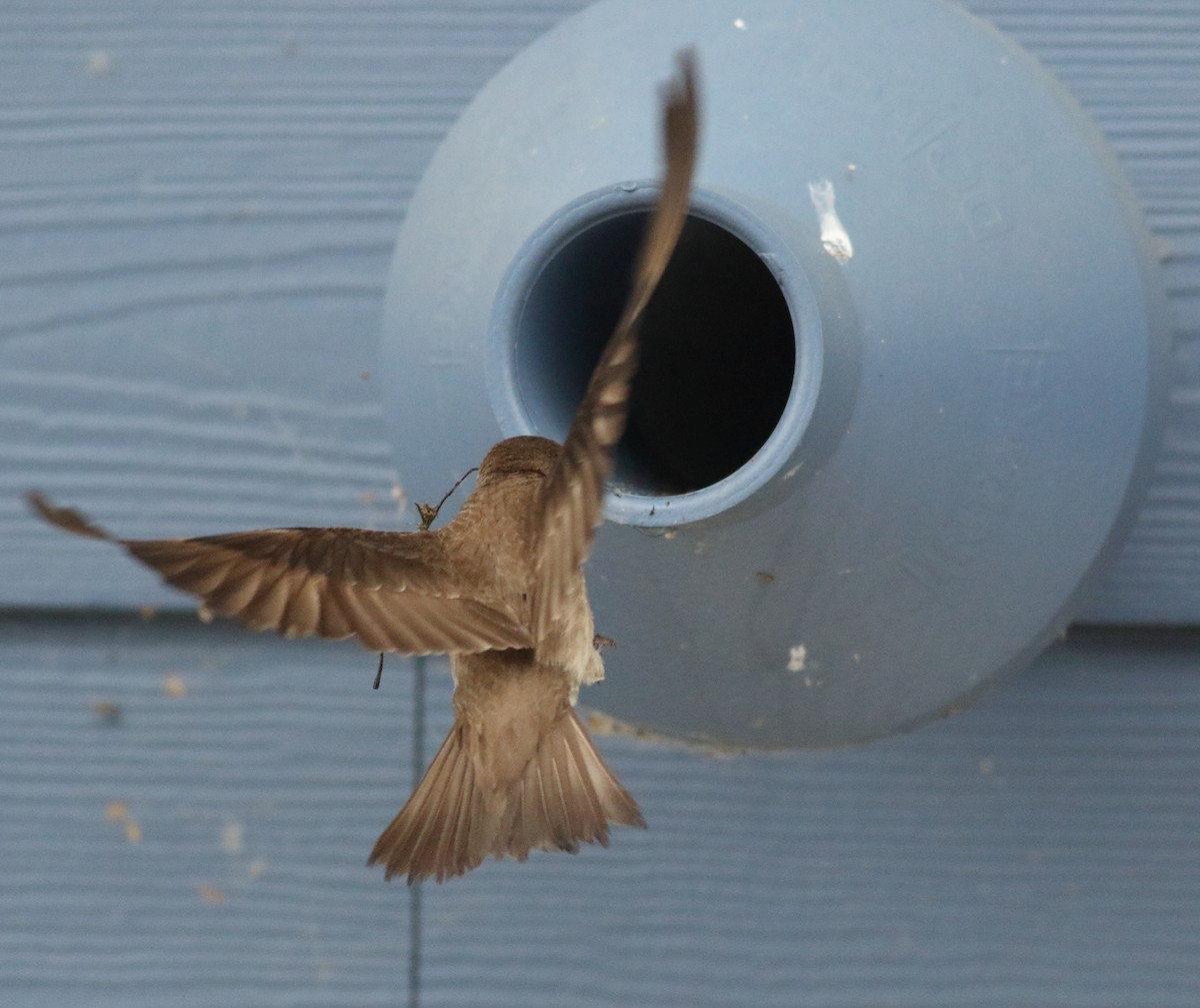 Northern Rough-winged Swallow - ML620789191